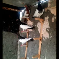 کفتر|پرنده|مشهد, کوه سنگی|دیوار