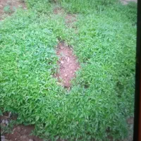 شتل گوجه  فلفل  بادمجان تر تازه