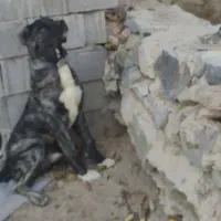 توله سگ سرابی|سگ|بهارستان, |دیوار