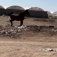 کره مادیان نوه بن طوطی