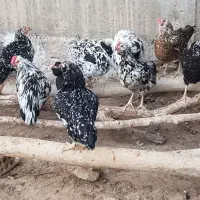 تخم مرغ گلین|حیوانات مزرعه|شوشتر, |دیوار