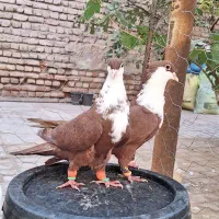 کفتر کبوتر کرواتی کرباتی|پرنده|مه ولات, |دیوار