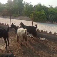 ۲۰راس بز ابستن و زاییده|حیوانات مزرعه|برازجان, |دیوار