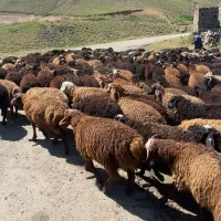 گوسفند زنده