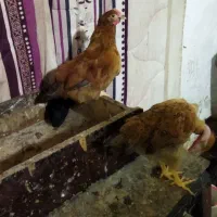 جوجه کشتاری و داشتنی