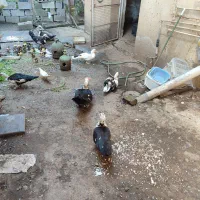 فروش تعدادی اردک اسراییلی