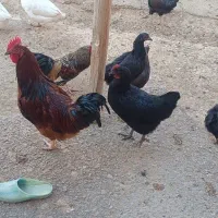 خروس محلی|حیوانات مزرعه|رزن, |دیوار