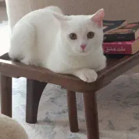 گربه