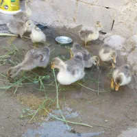 بچه غاز