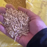 ۱۵۰ کیلو گرم گندم