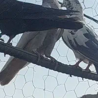 دونه ای ۳۰۰