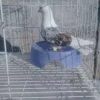 نر پلنگ|پرنده|خرم‌آباد, |دیوار