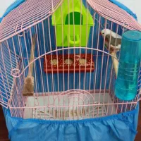 یک جفت فنچ بنگالی همراه لوازم قفس