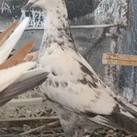 کبوتر بوم دونه۲۵۰