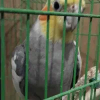 فروش یک عدد عروس هلندی نر|پرنده|خرمدره, |دیوار