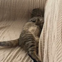 واگذاری دختر ۷ماهه