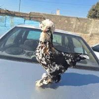 فروش مرغ و خروس سلطان تخم نطفه دار|حیوانات مزرعه|پاکدشت, حصار امیر|دیوار