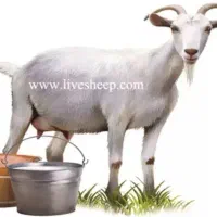 شیر بز نهبندان