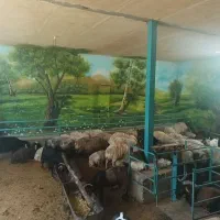 فروش بره نره و ماده شش مااه تا یک سال با سلامت|حیوانات مزرعه|اصفهان, ملک‌شهر|دیوار