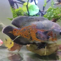 فروش ۳ عدد ماهی اسکار|ماهی|لاهیجان, کوه بیجار|دیوار