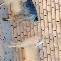 بز درجه یک اصل