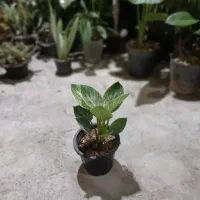 تخفیف ۳۰درصدی گل|گل و گیاه طبیعی|بروجرد, |دیوار