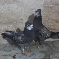 کبوتر پرشی|پرنده|تهران, امام زاده عبدالله|دیوار