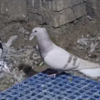 ماده کاغذی دم سفید