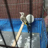جوجه سهره ماده