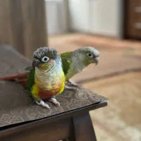 طوطی گرینچیک