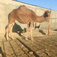 شتر چاق پرواری|حیوانات مزرعه|مشهد, انصار|دیوار