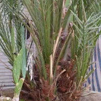 بچه نخل برحی