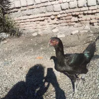 مرغ وخروس فروشی