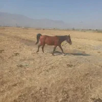 اسب|حیوانات مزرعه|دورود, |دیوار