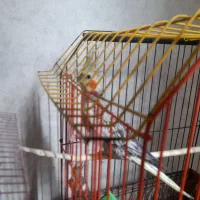جوجه عروس هلندی|پرنده|تهران, مهرآباد|دیوار
