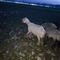 میش کشتاری ،بره ماده کشتاری