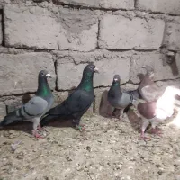 کبوتر نر|پرنده|جزنیک, |دیوار