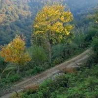 فروش زمین دو هزار متری با ویوی ۳۶۰|فروش زمین و ملک کلنگی|سیاهکل, |دیوار