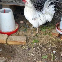 مرغ وخروس گلین