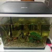 آکواریوم|ماهی|دورود, |دیوار