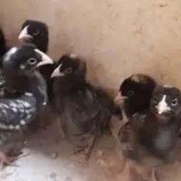 جوجه مرغ آمروک  ۱ تا ۷ روزه