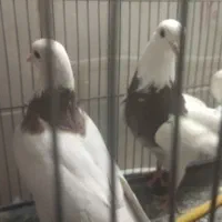 فروش 2عدد نرطوق ویه نرپشت سیاه کفتر|پرنده|بیرجند, |دیوار