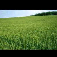دو-هکتار-زمین-کشاورزی-دیم