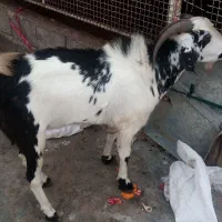 کهره نر وماده حامله فروشی