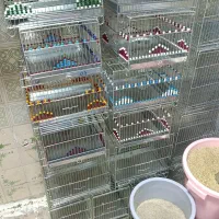 لوازم سرای سهره بازان میاندواب|لوازم جانبی حیوانات|میاندوآب, |دیوار