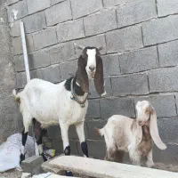 بز نجدی گلابی سه قلوزا