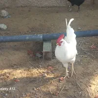 خروس سفید محلی