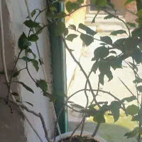 دوعددگل|گل و گیاه طبیعی|سلماس, |دیوار