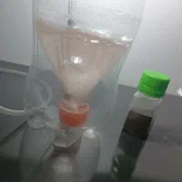 ماهی گوپی جوون، حراج به دلیل کمبود جا|ماهی|تربت جام, جامی|دیوار