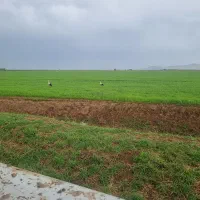 اجاره زمین کشاورزی ابی   یک سال  دوساله .
